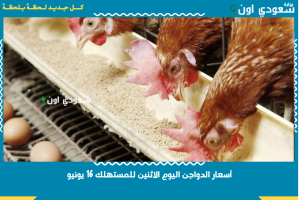 أسعار الدواجن اليوم الاثنين للمستهلك 16 يونيو